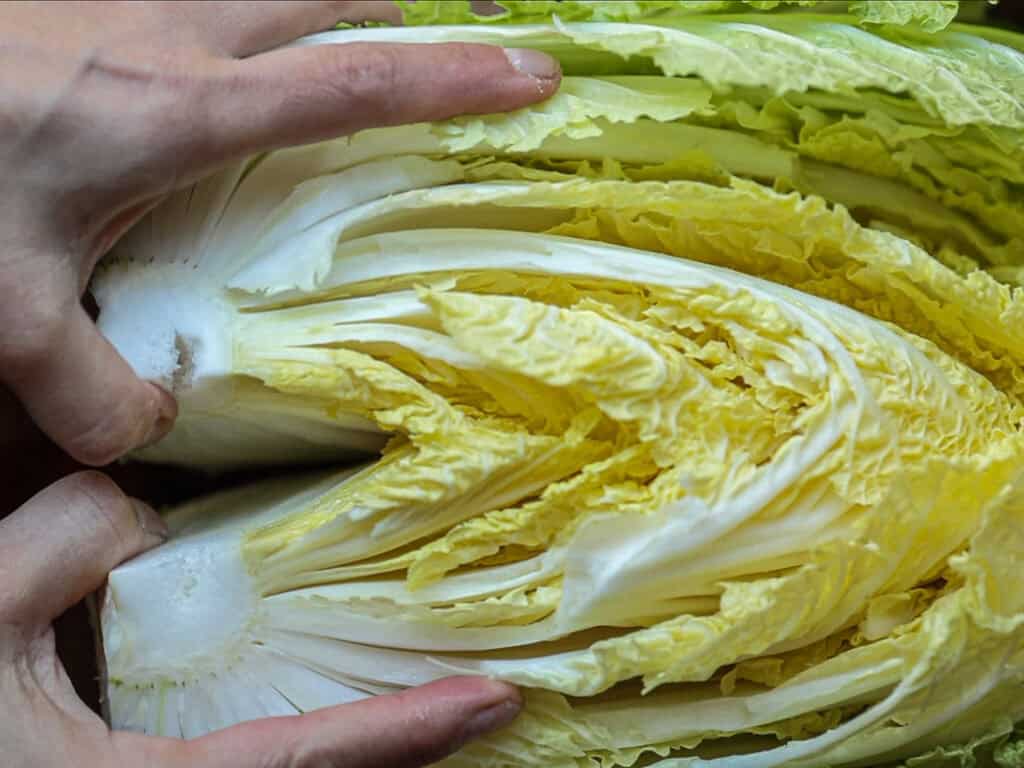 Close-up of two hands holding a halved napa cabbage, revealing its tightly packed, pale yellow and green leaves.